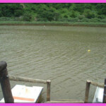 Jetty